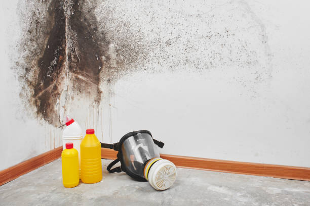 Mold Removal Process in Bradley, WV