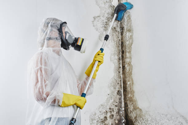 Best Affordable Mold Removal  in Bradley, WV
