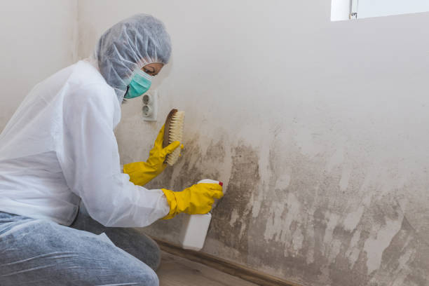 Best Emergency Mold Removal  in Bradley, WV
