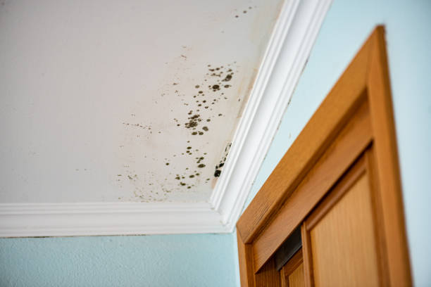 Best Best Mold Removal Companies  in Bradley, WV