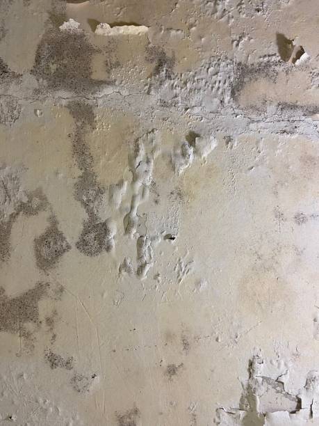 Best Office Mold Removal Services  in Bradley, WV