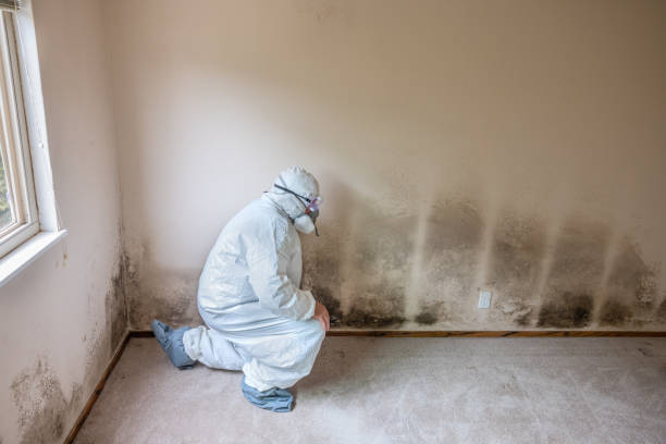 Best Mold Remediation Experts  in Bradley, WV