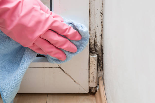 Best Home Mold Removal  in Bradley, WV