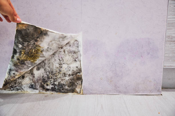Best Fast Mold Removal  in Bradley, WV
